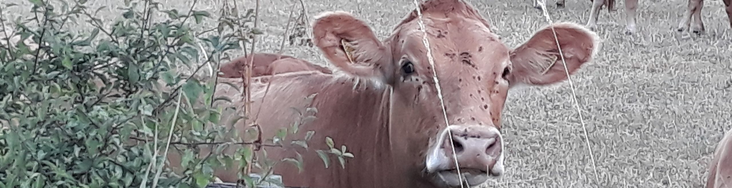 South Devon cow looking to camera